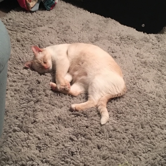 Meet your Posher, Joshua - Picture 1 of 1